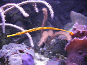 Tauchen im Süden von Gran Canaria